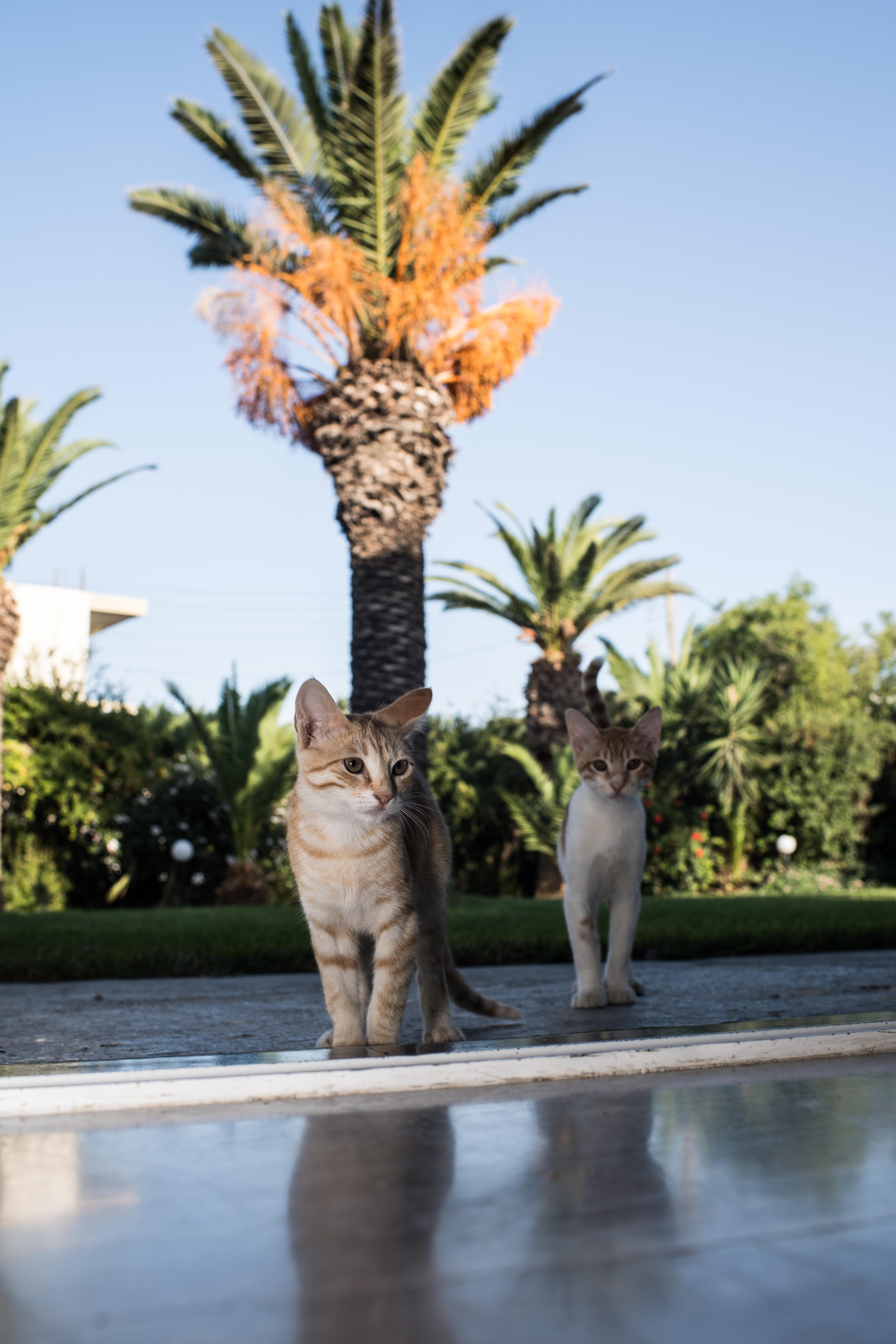 Gorgona Hotel Amoudara Lasithiou Exteriér fotografie