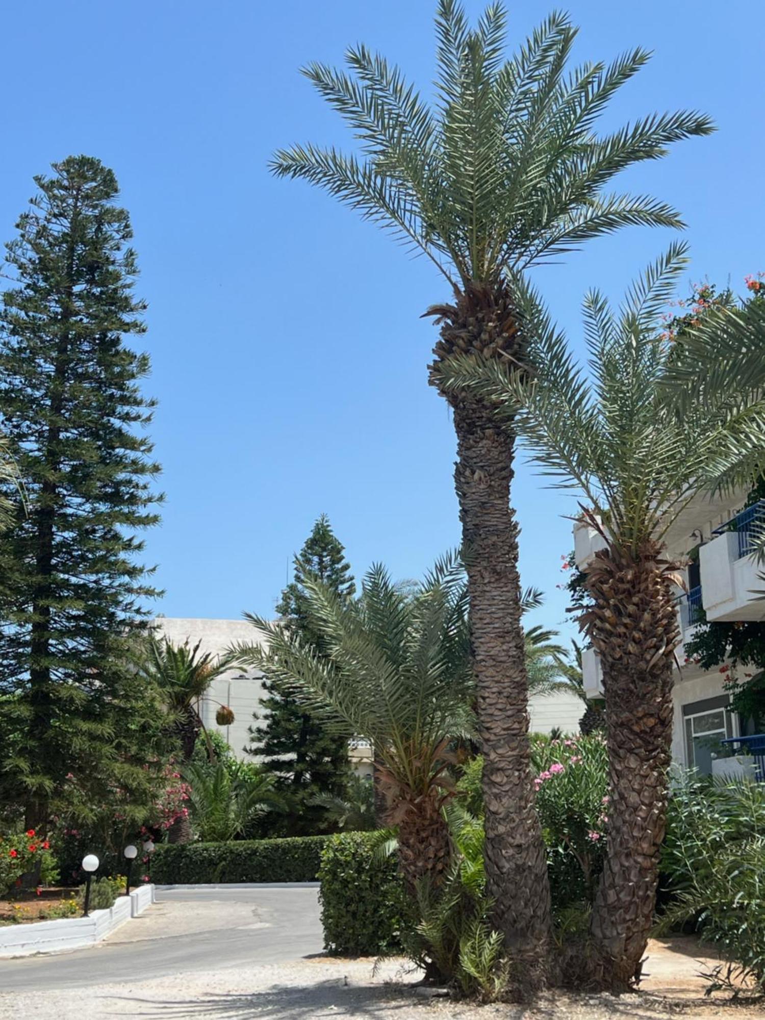 Gorgona Hotel Amoudara Lasithiou Exteriér fotografie